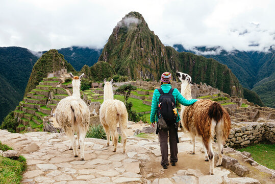 A traveller and llamas overlooking the Machu Picchu citadel, Peru